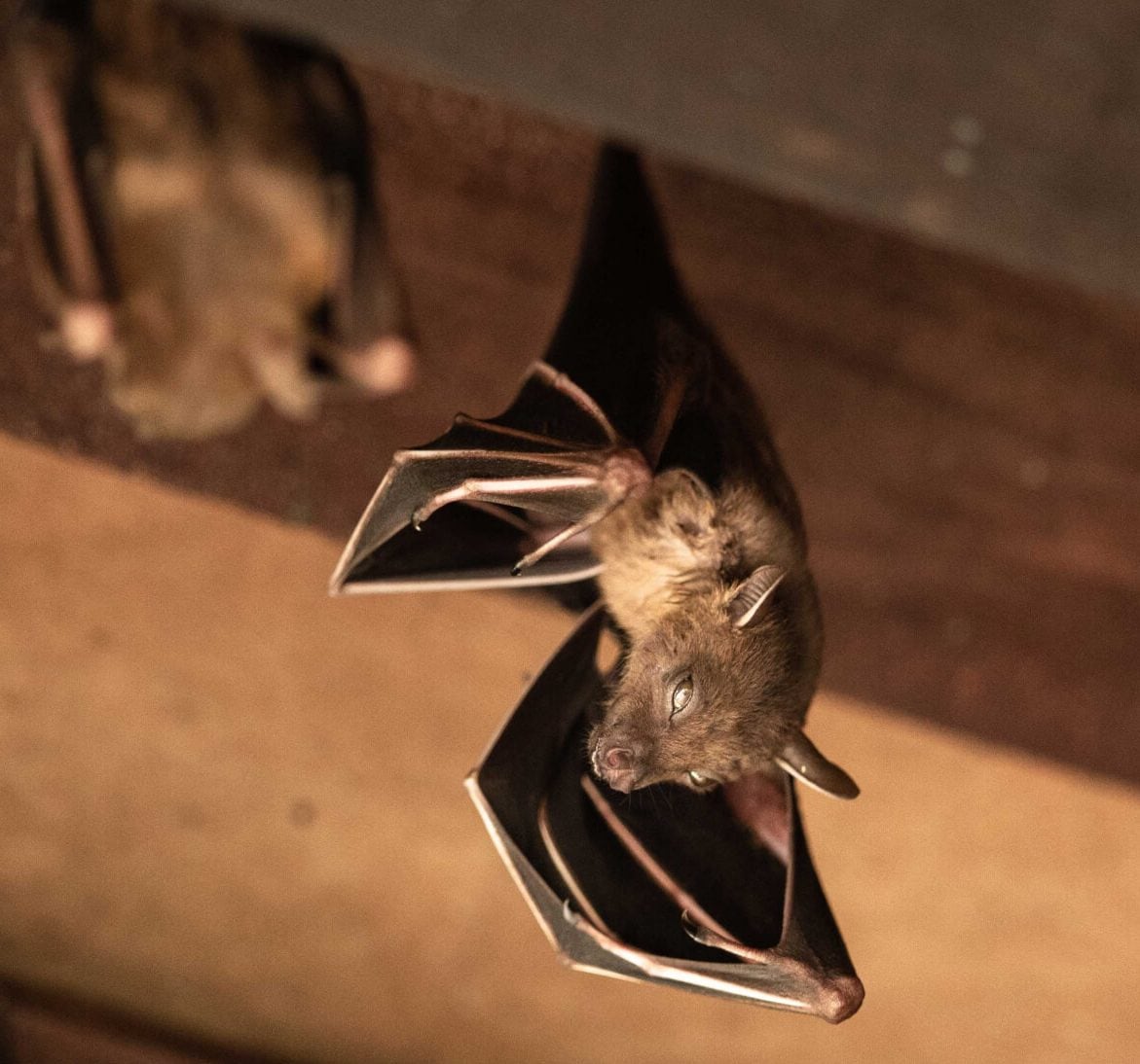 Expert bat removal services for a safe and humane solution in St. Louis